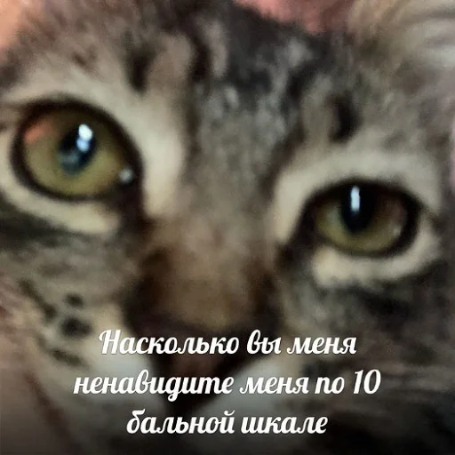 Стікер Telegram «коты и мемы» 🥲