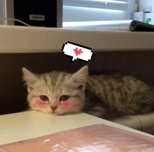 Telegram Sticker «kucingnya dante» 😳