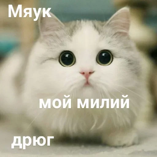 Стикер Telegram «Милые котики» 🐈