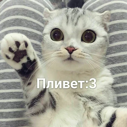 Telegram stiker «Милые котики» 🐈