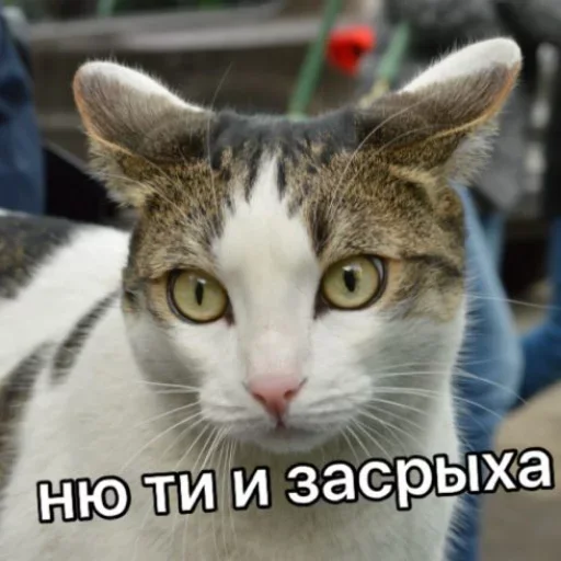Telegram Sticker «Милые котики» 🐈