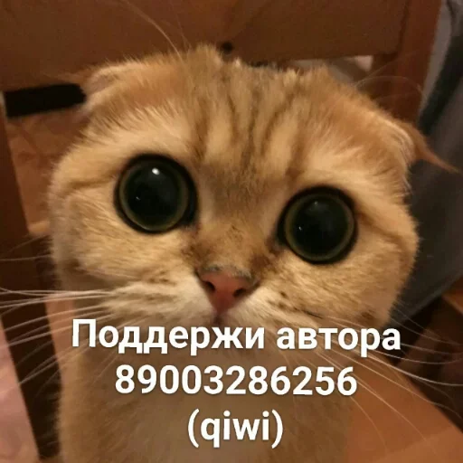 Telegram Sticker «Милые котики» 🐈