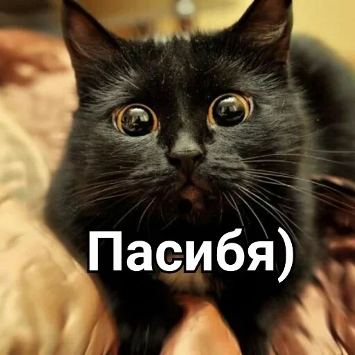 Telegram Sticker «Милые котики » 🐈
