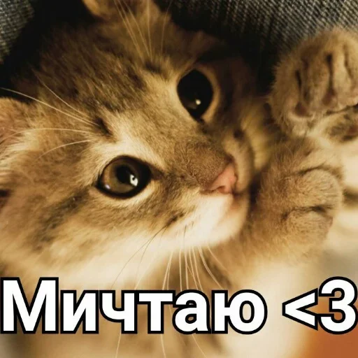 Telegram stiker «Милые котики» 🐈