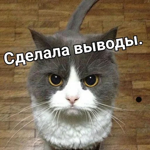 Стікер Telegram «Милые котики» 🐈