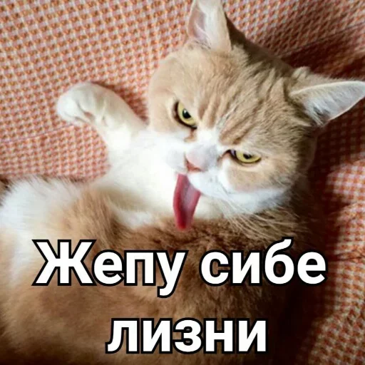 Стікер Telegram «Милые котики» 🐈