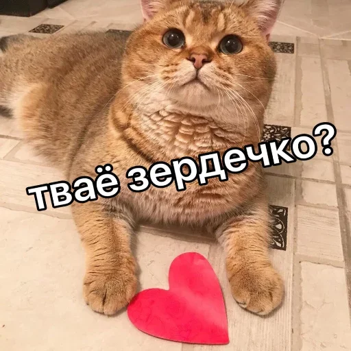 Telegram Sticker «Милые котики » 🐈