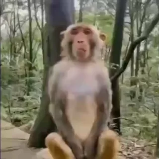 Стікер Monkey Power! 🙈 😬