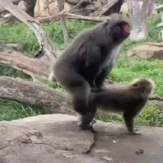 Стикер Monkey Power! 🙈 😘