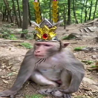 Стикер Monkey Power! 🙈 🤴