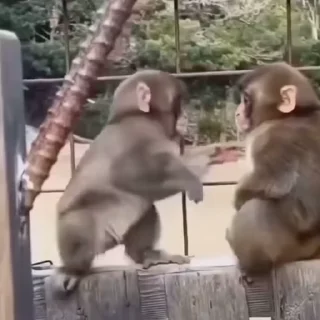 Стикер Monkeys 🥰