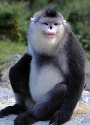monkeys sticker 😉