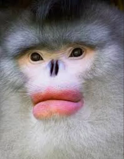 Telegram Sticker «monkeys» 😐