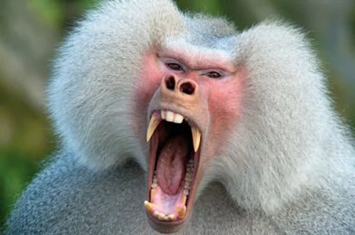 monkeys sticker 😡