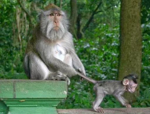 monkeys sticker 😭