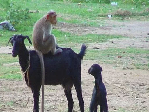 monkeys sticker 🐐