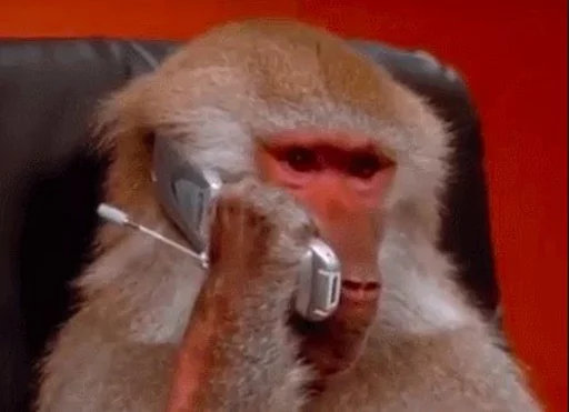 Telegram Sticker «monkeys» 📱