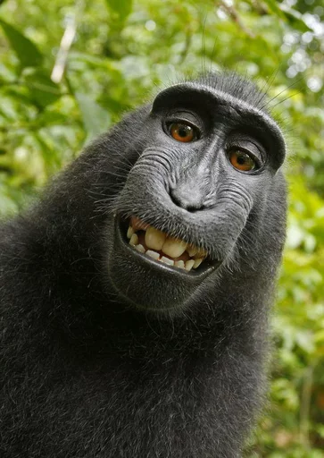monkeys stiker 😁