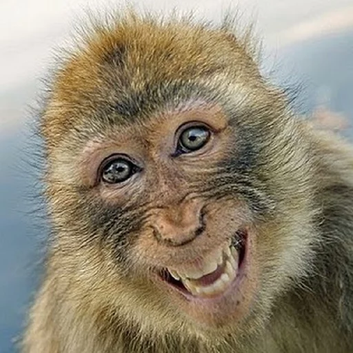 monkeys stiker 😃