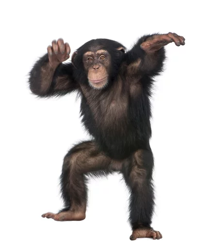 Telegram Sticker «monkeys» 😎