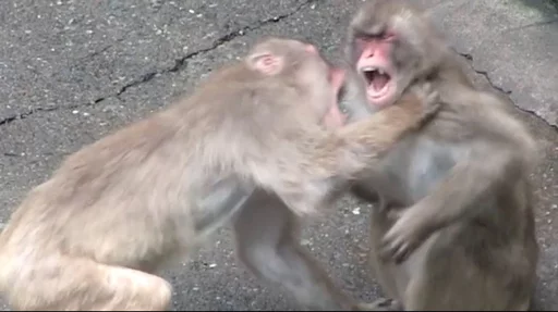 monkeys sticker 🥊