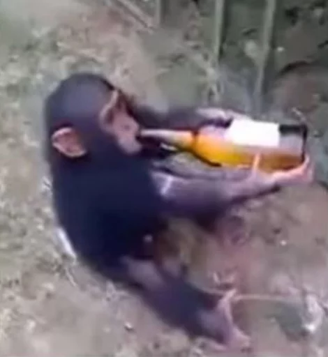 Стікер Telegram «monkeys» 🍺