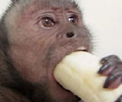 monkeys sticker 😤