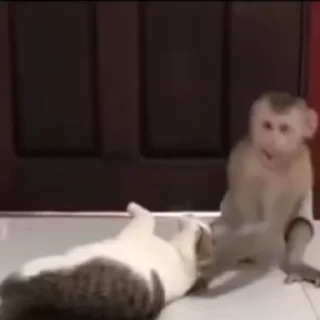 Monkeys sticker 🌟