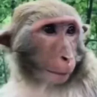 Monkeys stiker 🌟
