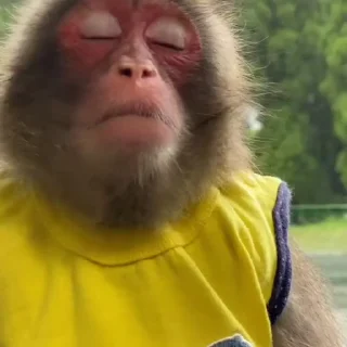 Monkeys stiker 😞