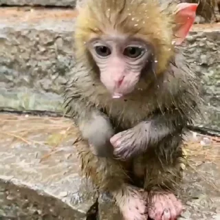 Monkeys stiker 🥹