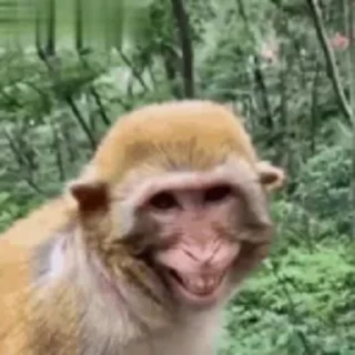 Monkeys sticker 😁