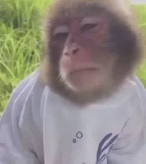 Monkeys stiker 😒