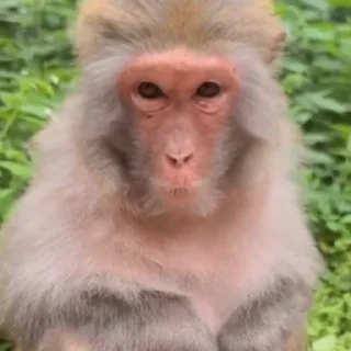 Monkeys stiker 😂
