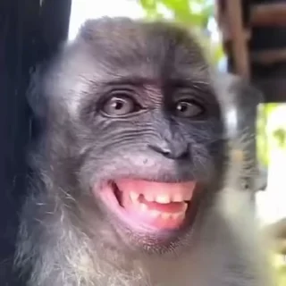 Monkeys sticker 😴