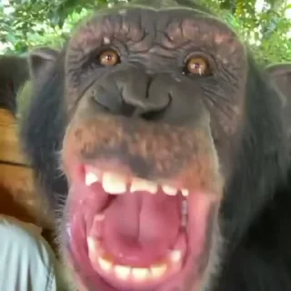 Monkeys sticker 😜