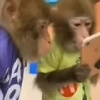 Monkeys sticker 🐵