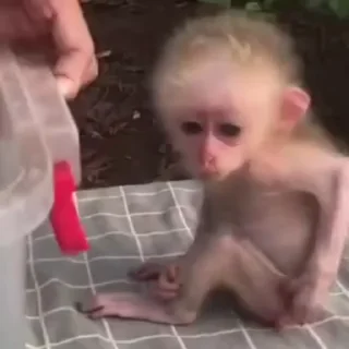 Monkeys sticker 😕
