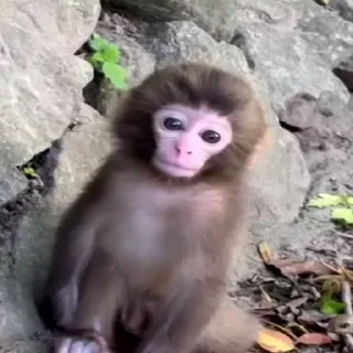Monkeys sticker 🐒