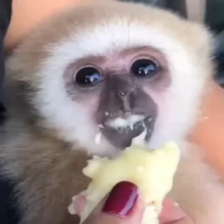 Monkeys sticker 🥺