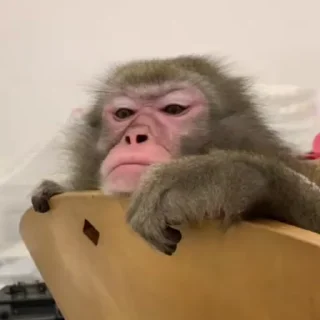 Monkeys sticker 🥱