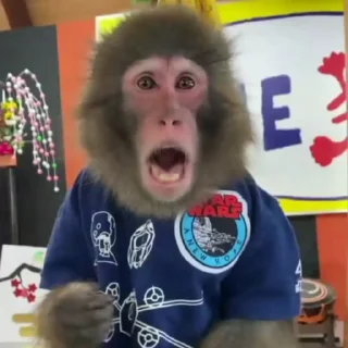 Monkeys sticker 🐒