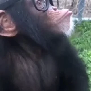 Monkeys sticker 🧐