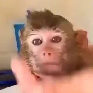 Monkeys sticker 🛁