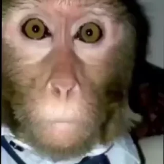 Monkeys sticker 😵‍💫