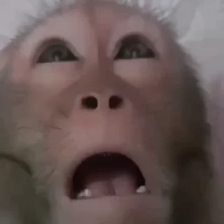 Monkeys | Обезьяны emoji 🤤