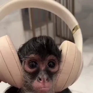 Monkeys | Обезьяны sticker 🎧