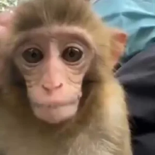 Monkeys | Обезьяны sticker ❓