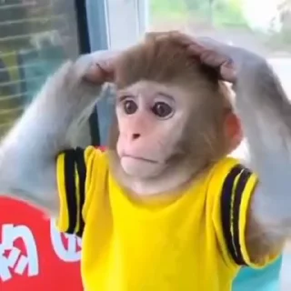 Monkeys | Обезьяны emoji 😲