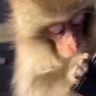 Monkeys | Обезьяны stiker 😏